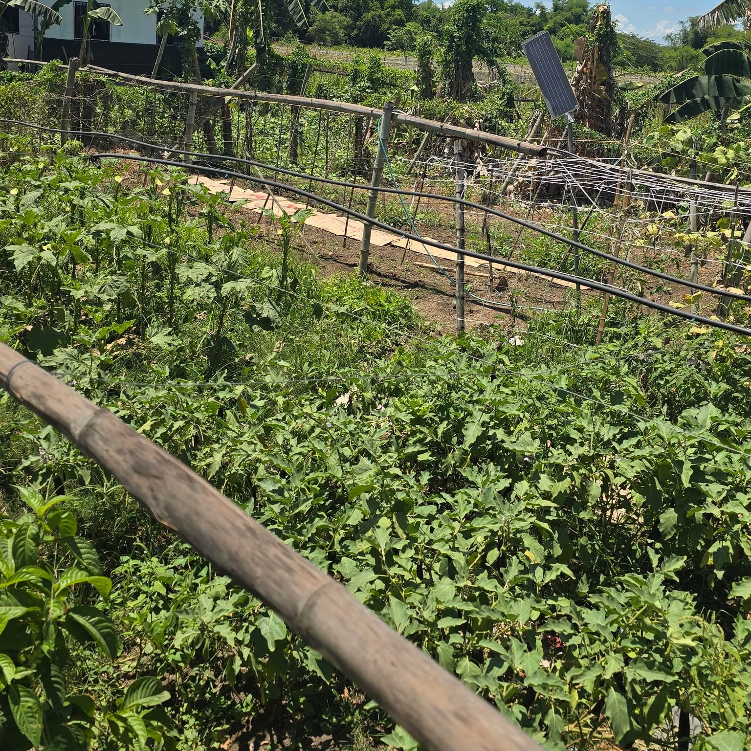 Prinza: Community Garden 